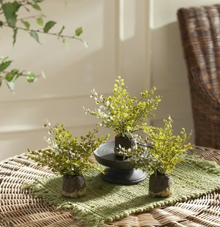 Maidenhair Fern Drop In